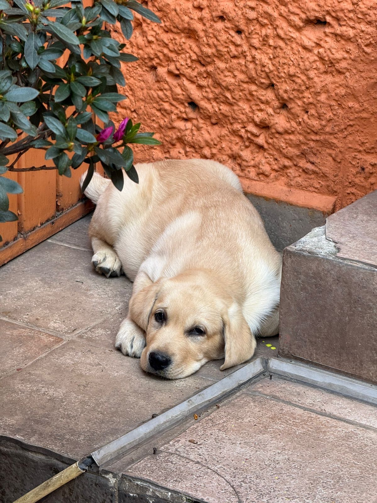 labrador en venta