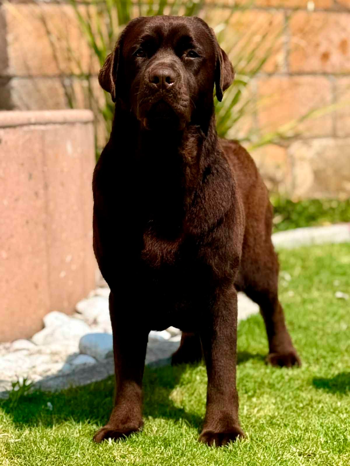 cachorro labrador retriever en venta