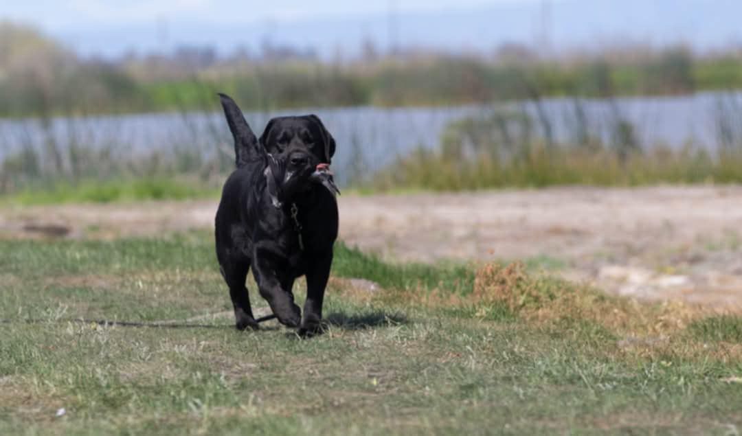 labrador retriever en venta
