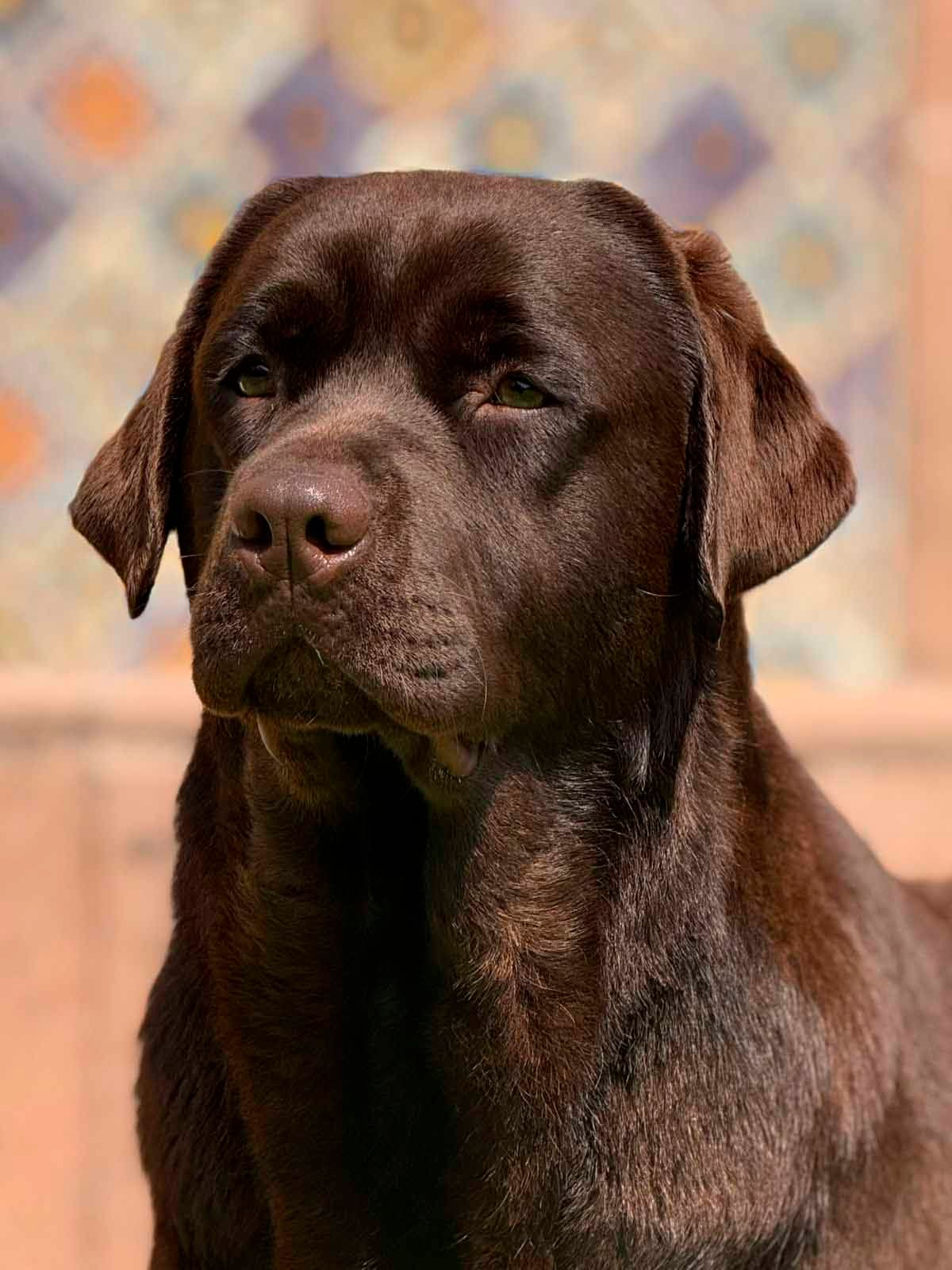 cachorro labrador retriever en venta