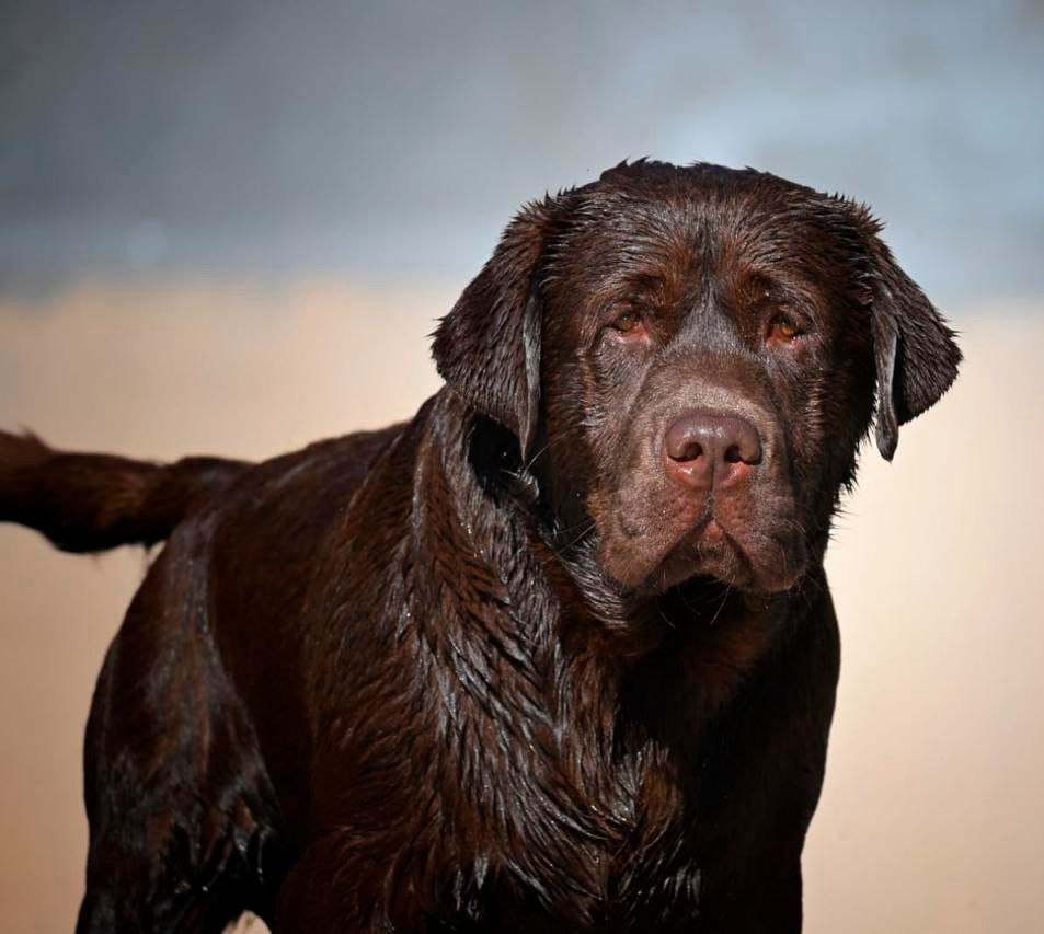 cachorro labrador retriever en venta