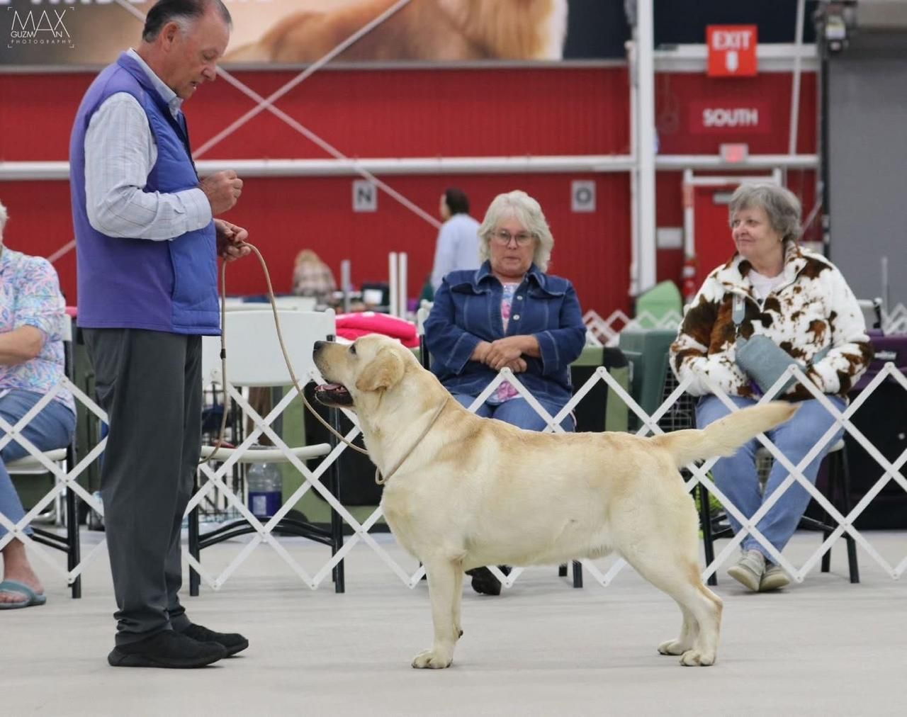 labrador retriever en venta