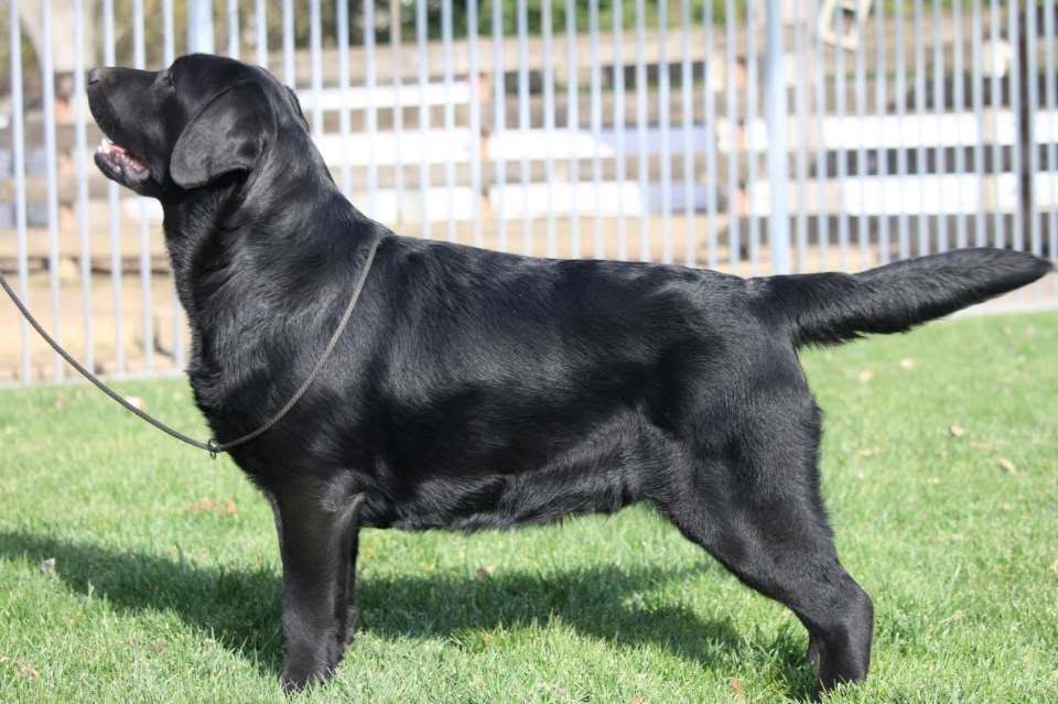 labrador retriever en venta