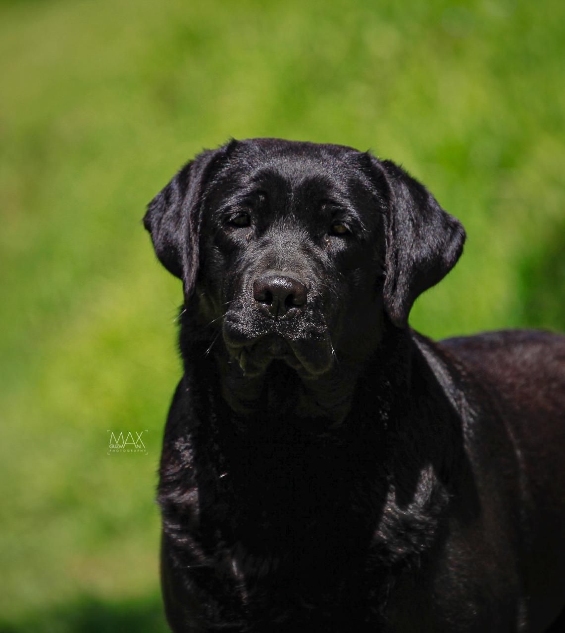 labrador retriever en mexico