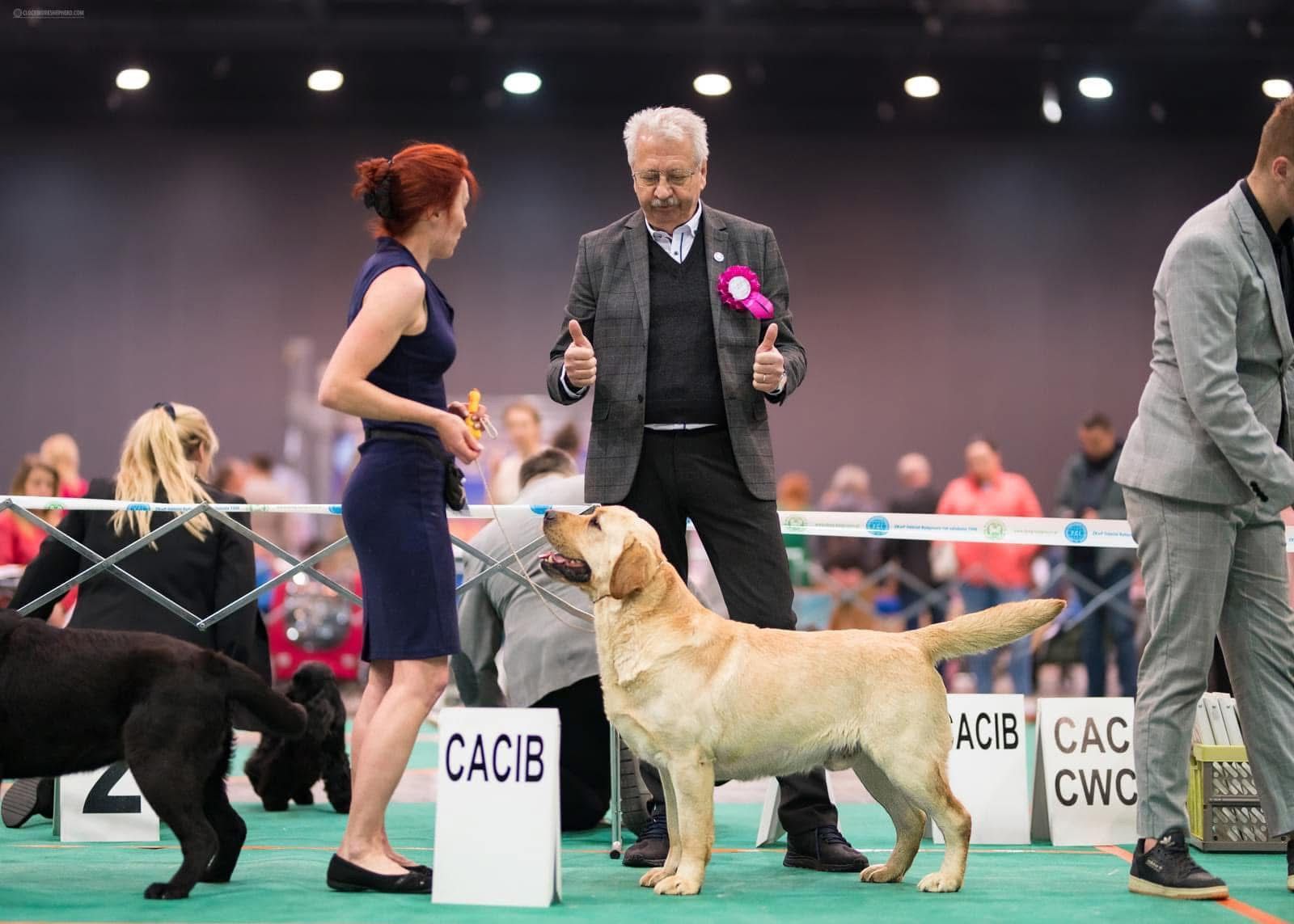 labrador retriever en venta