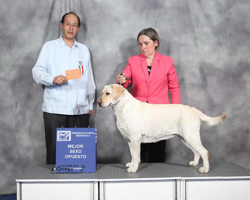 labrador retriever en venta