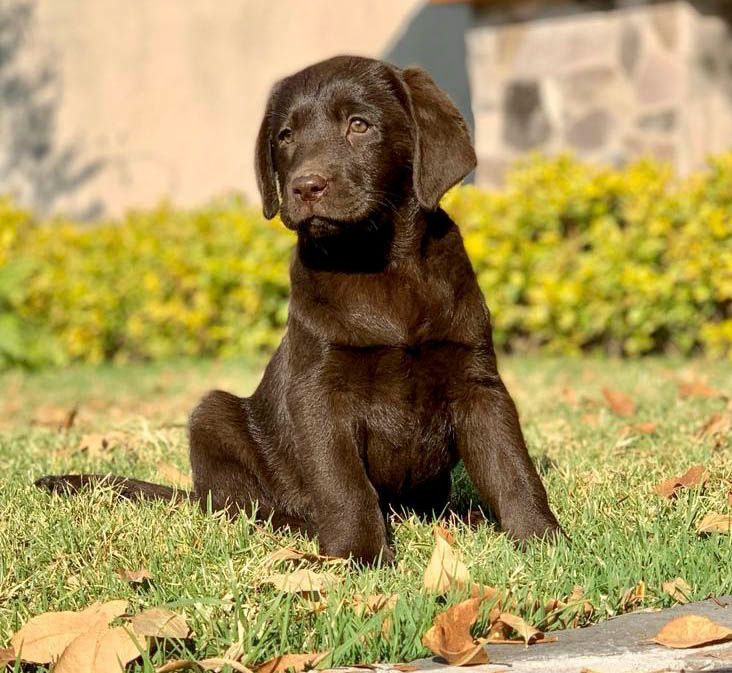 cachorro labrador en venta