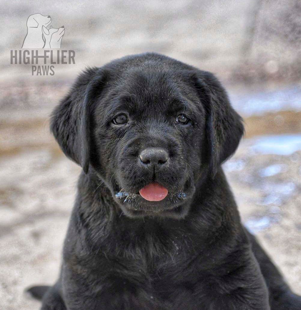 labrador retriever en venta