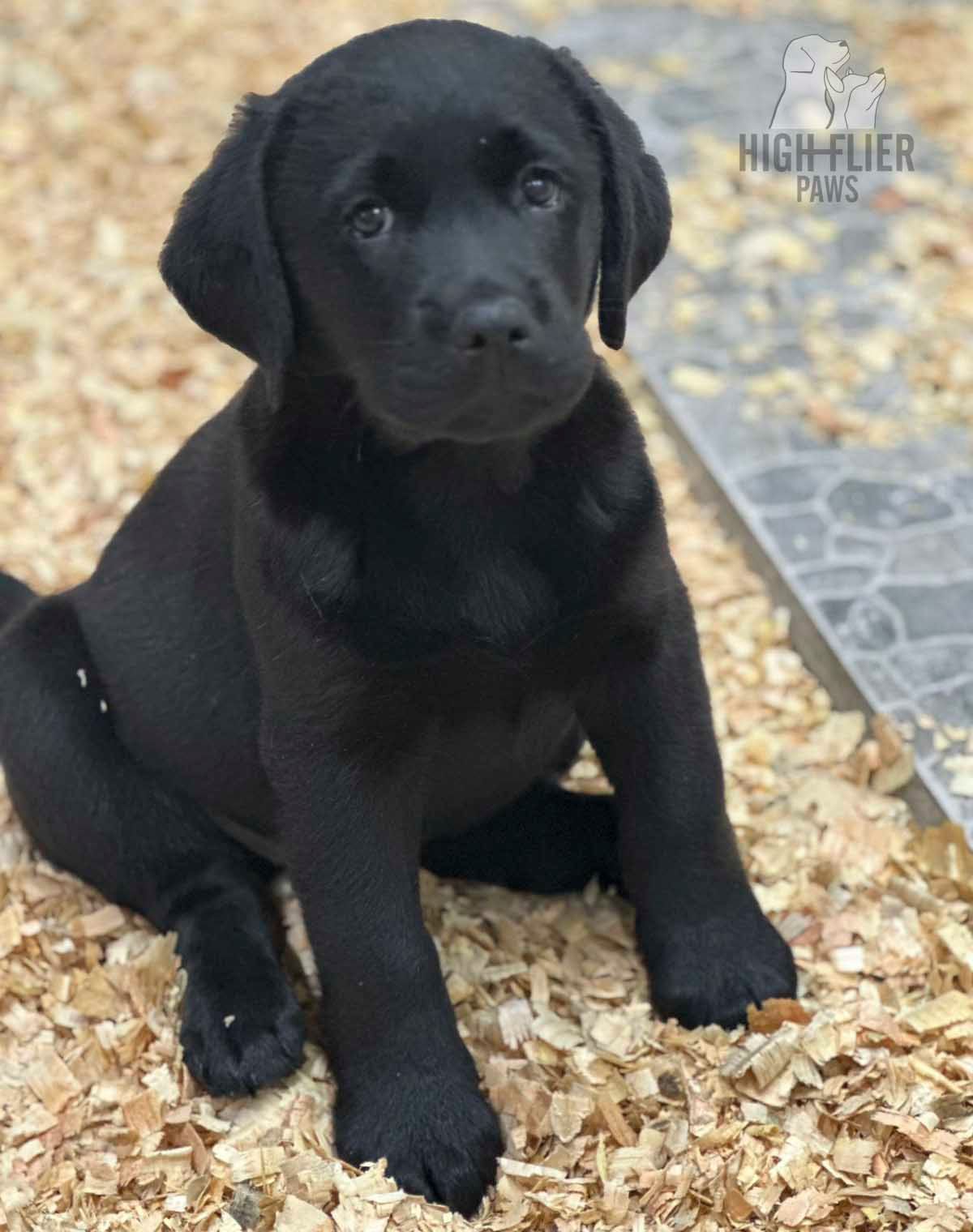 labrador retriever en venta