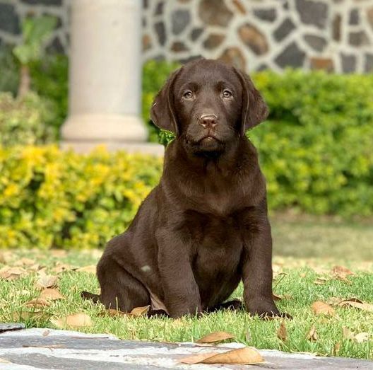 cuando llegaron los labrador retrievers a america