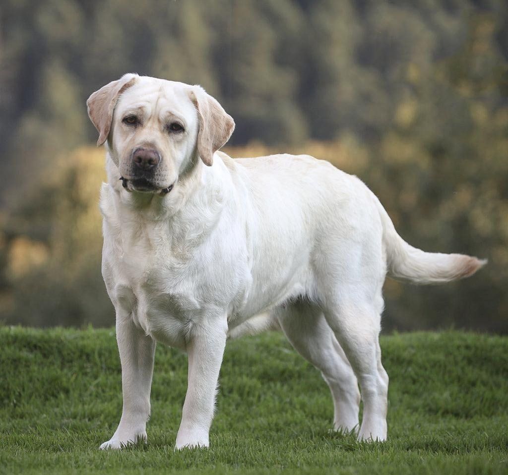 labrador retriever en venta