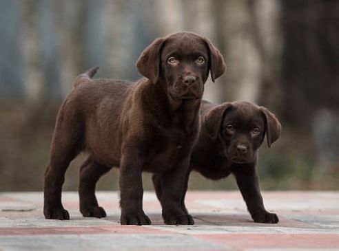 labrador en Villahermosa