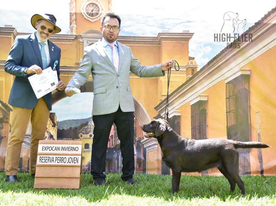 labrador retriever en venta