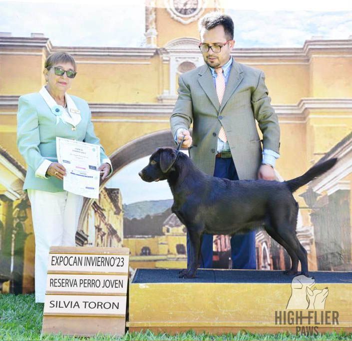 labrador retriever en venta