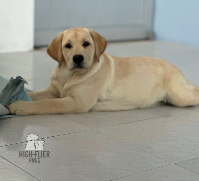 labrador retriever en venta