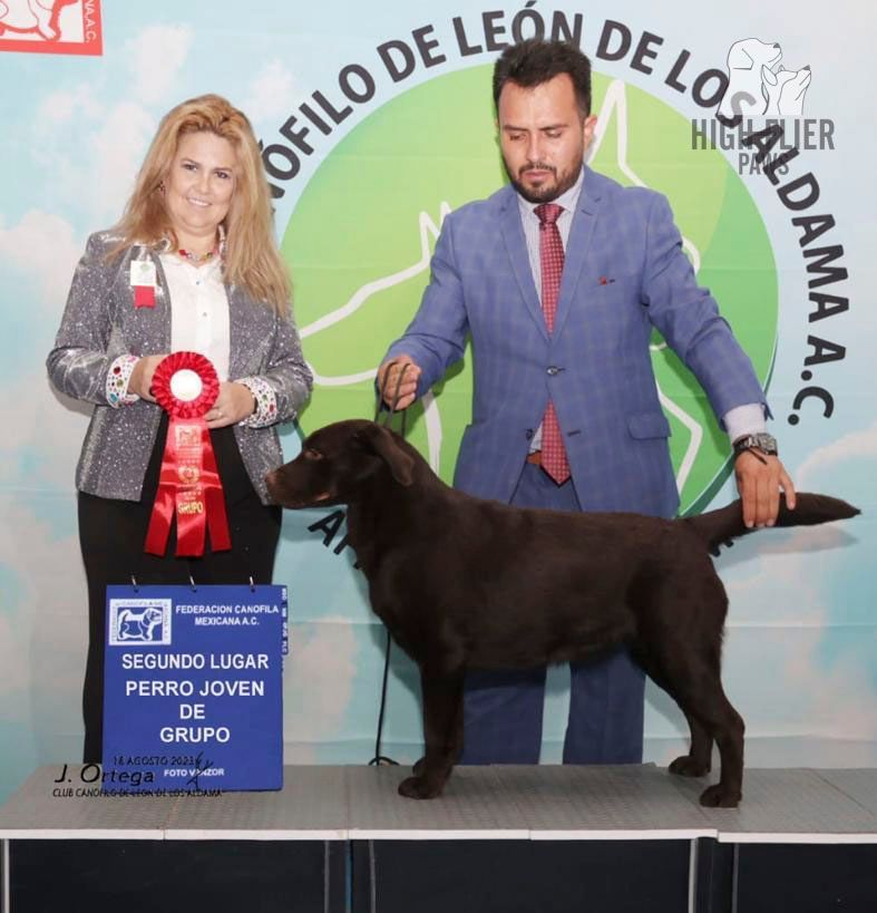 labrador retriever en venta