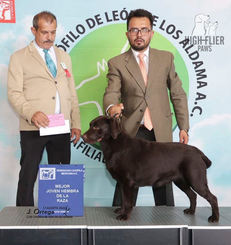 labrador retriever en venta