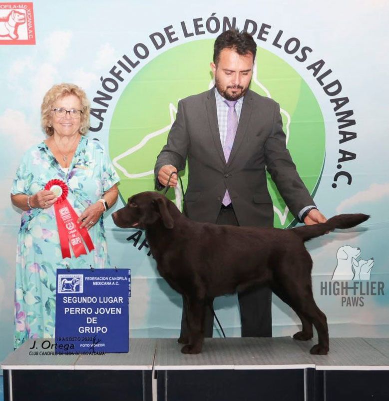 labrador retriever en venta