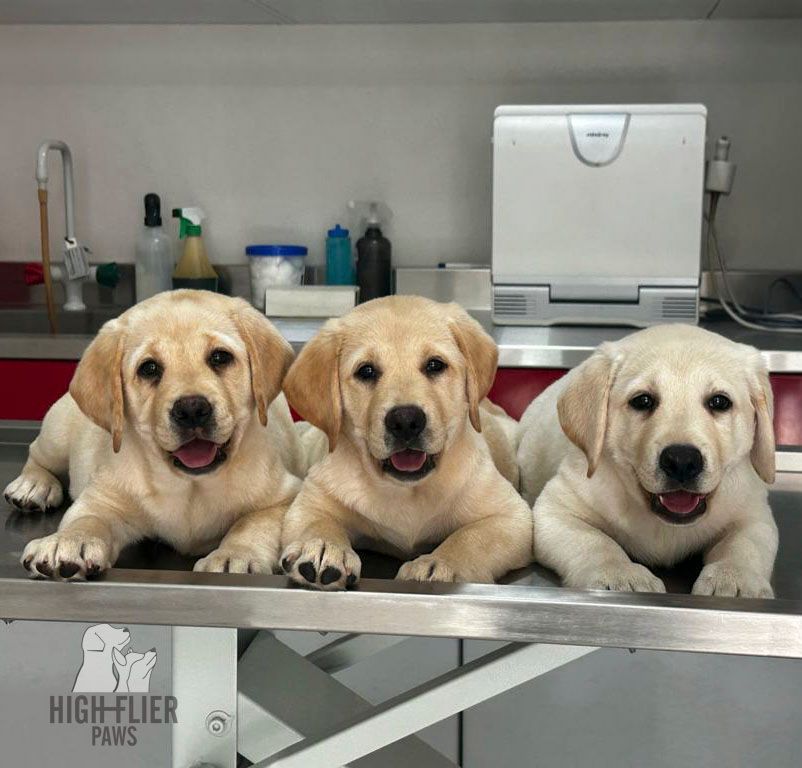 labrador retriever en venta