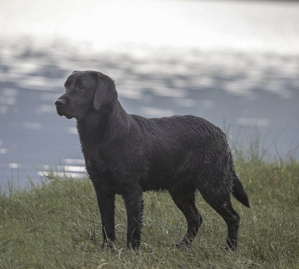 labrador retriever en venta