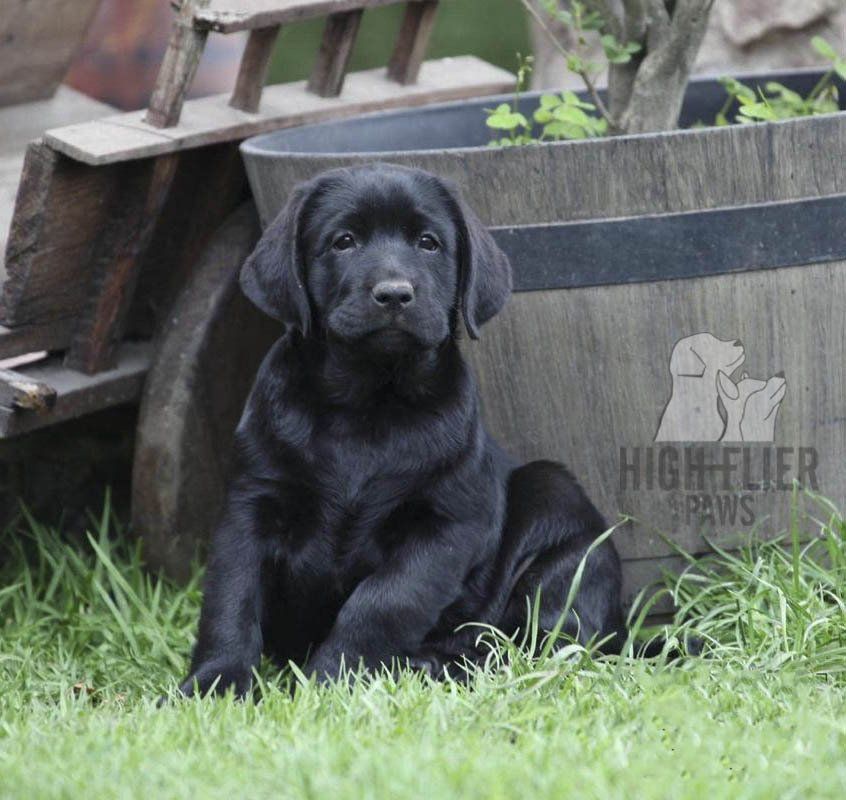 labrador retriever en venta