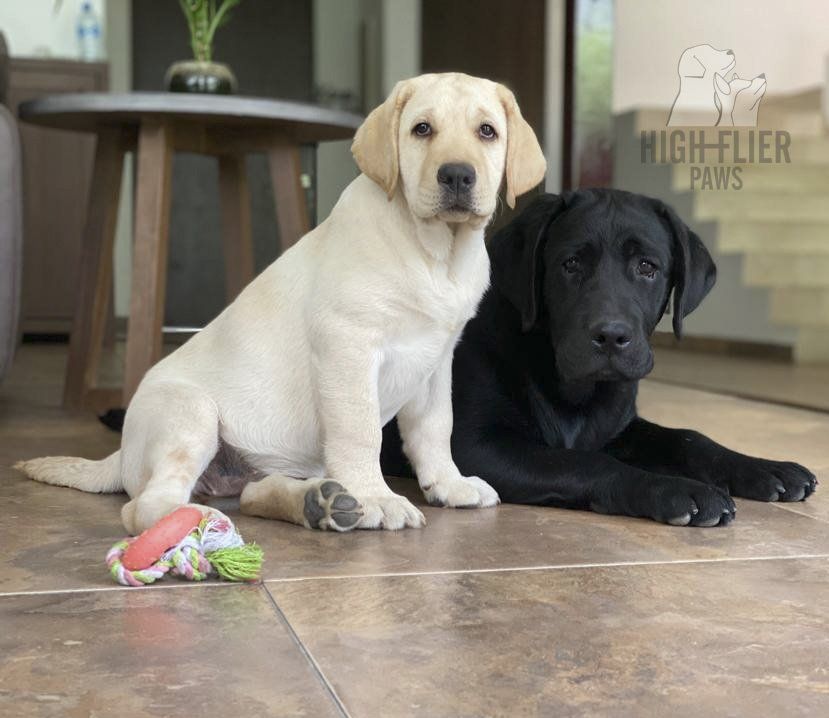 labrador retriever en venta