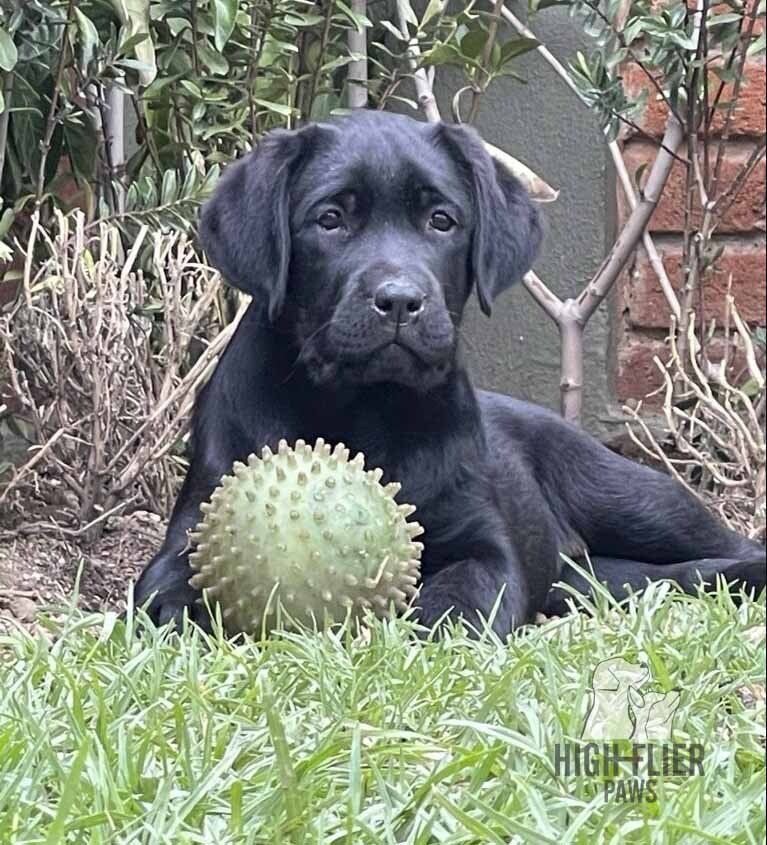 labrador retriever en venta