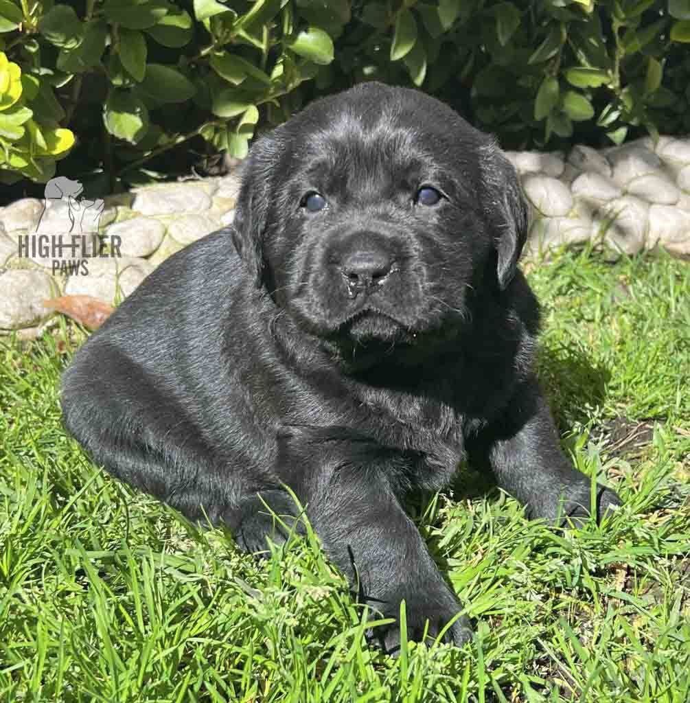 labrador retriever en venta