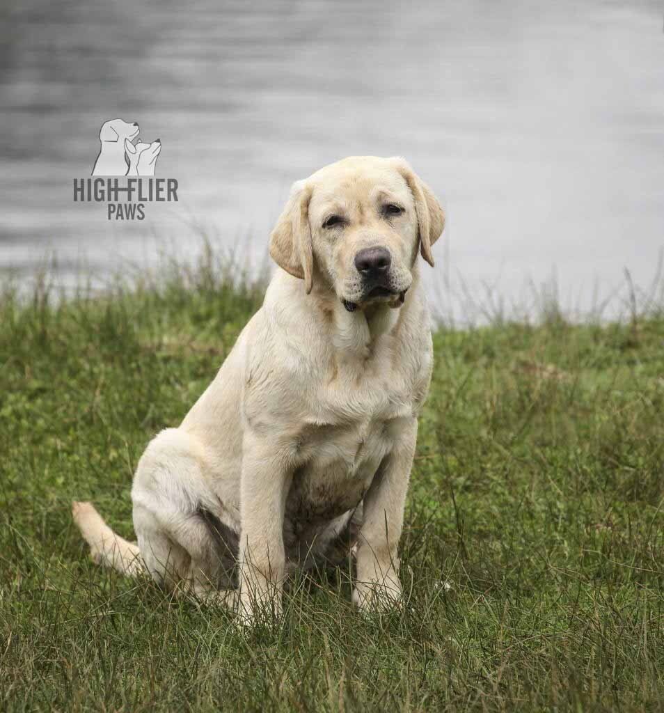 labrador retriever en venta
