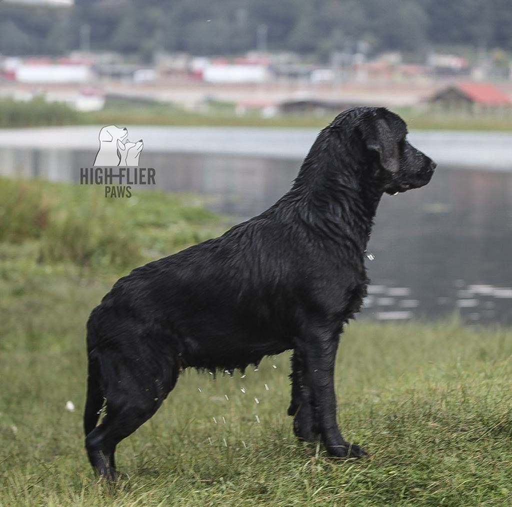 labrador retriever en venta