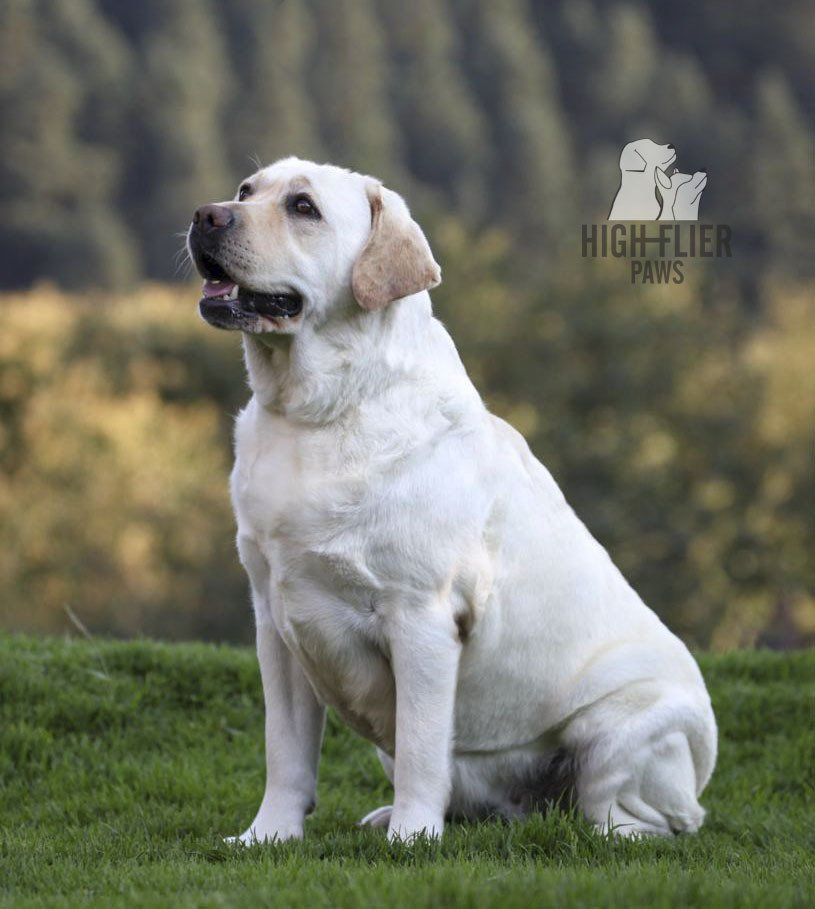 labrador retriever en venta