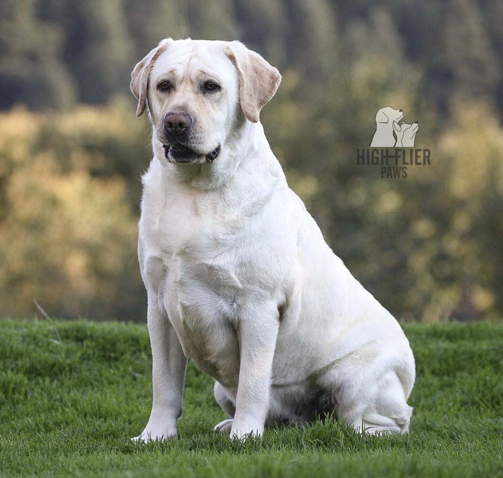labrador retriever en venta