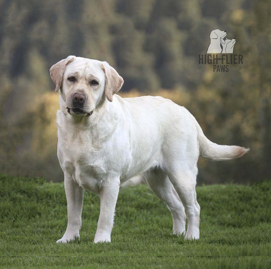 labrador retriever en venta