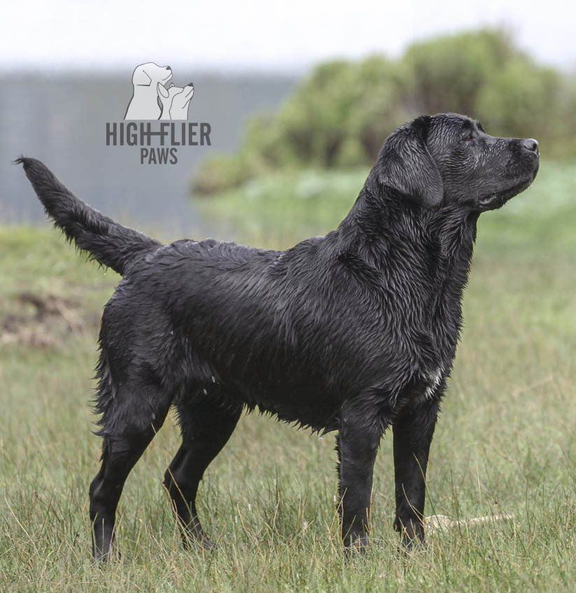 labrador retriever en venta