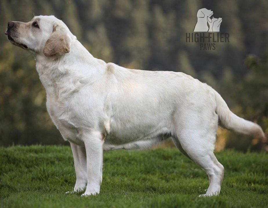 labrador retriever en venta