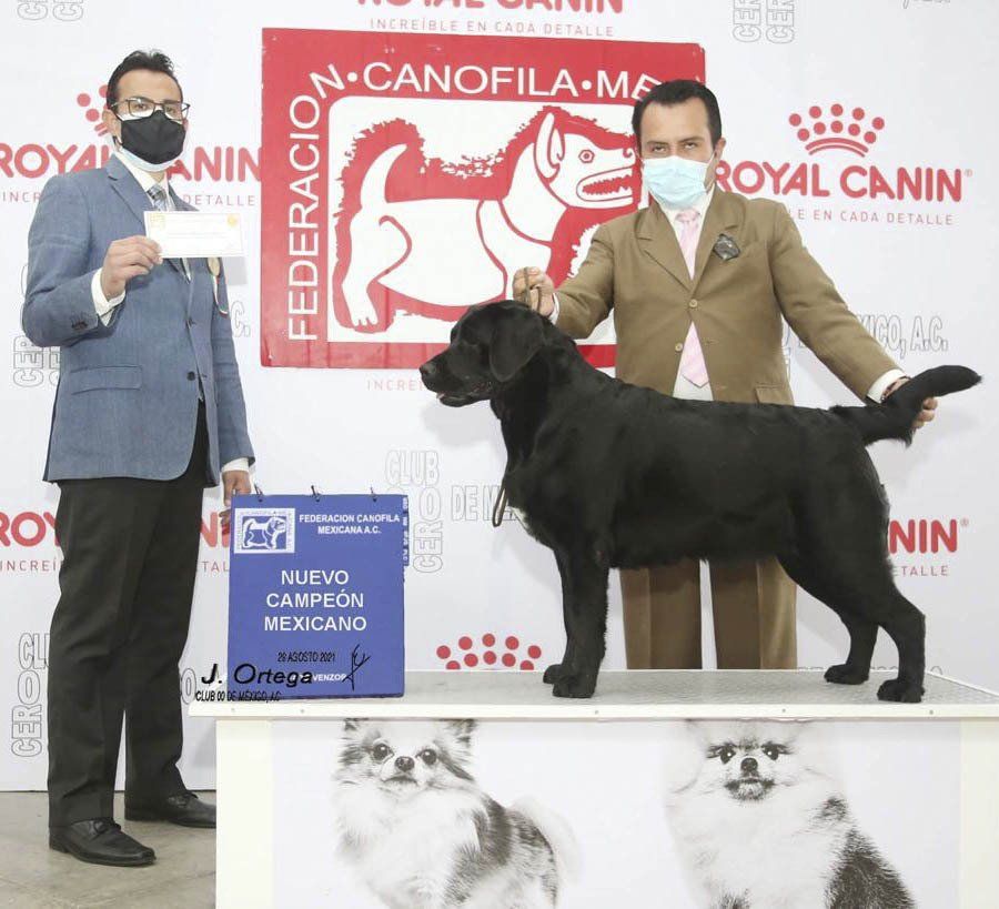 labrador retriever en venta