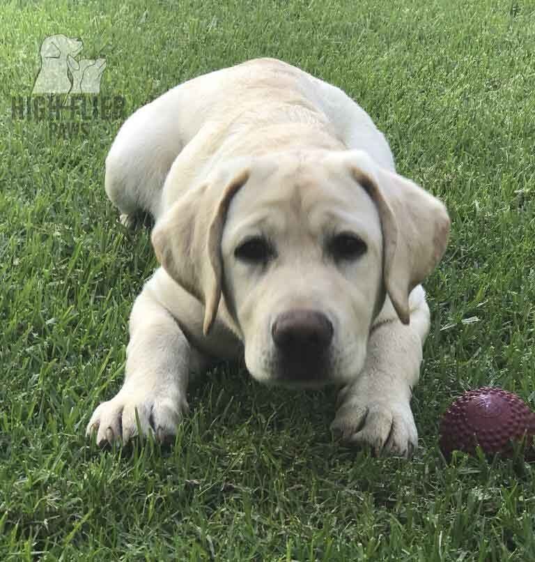 labrador en venta