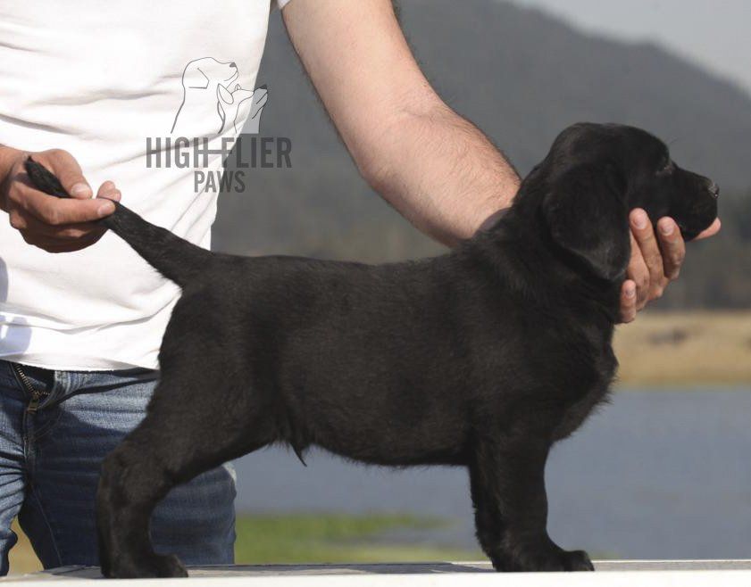 labrador en venta