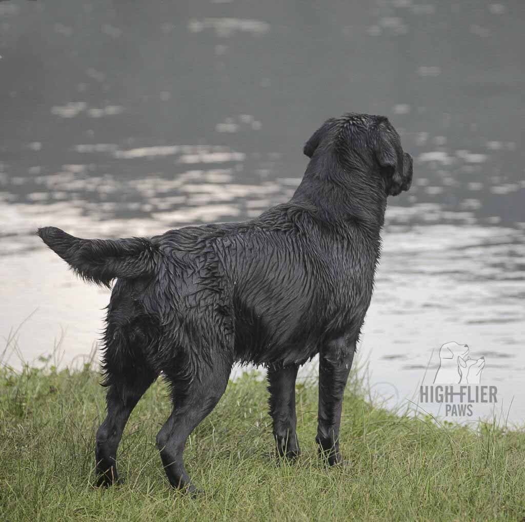 labrador retriever en venta