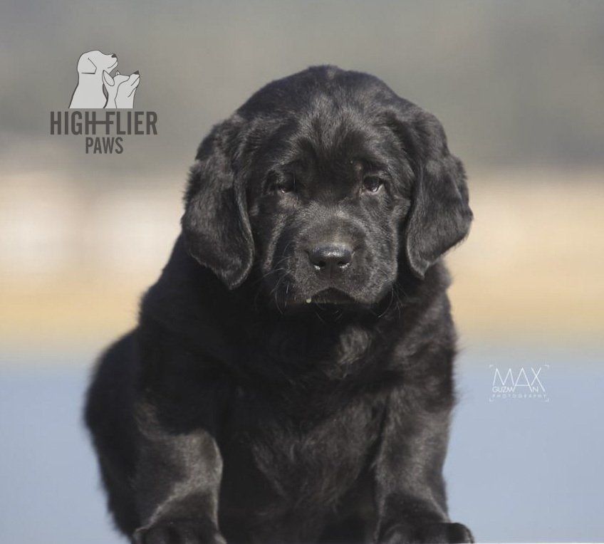 labrador retriever en venta