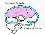 Cerebral cortex — Omaha, NE — Law Office of Stephen L. Gerdes
