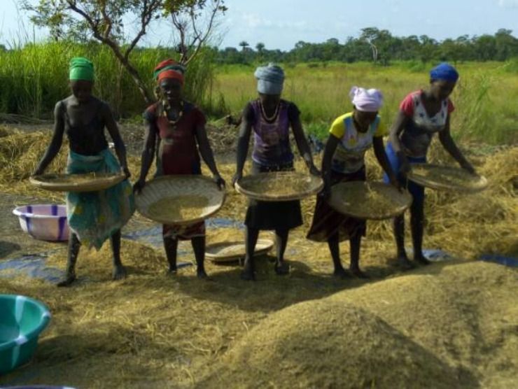 locals filtering rice grains