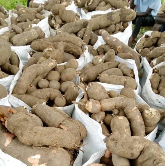 cassava in sacks