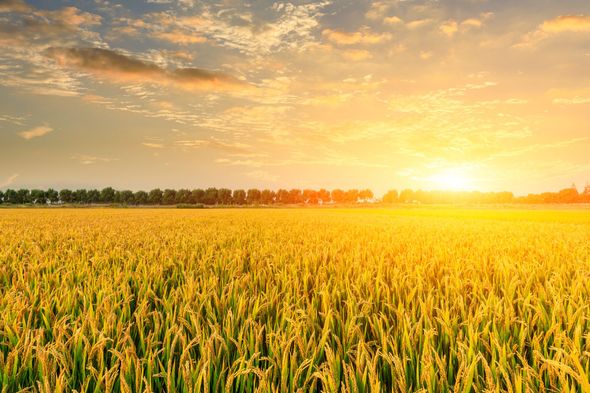 corn field