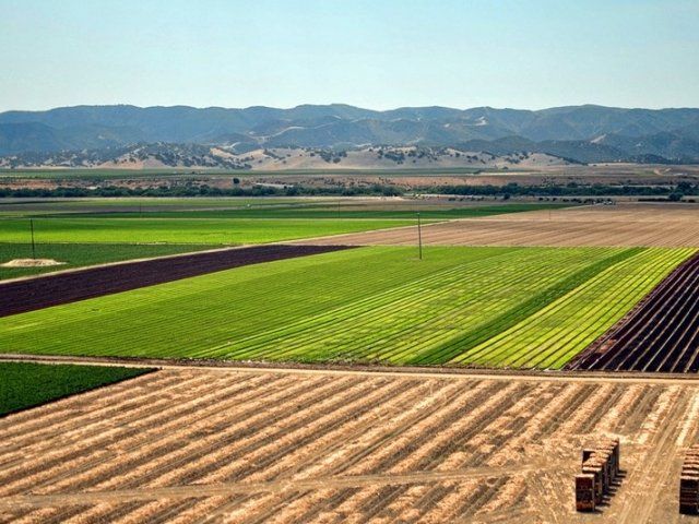 Salinas crop fields