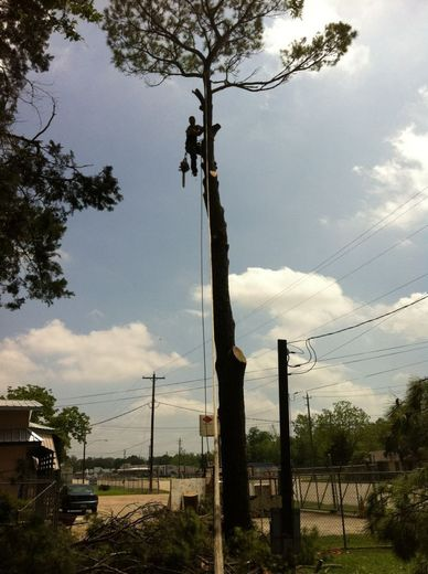 Person on a tall tree using a chainsaw. Sky with clouds and telephone poles in the background.