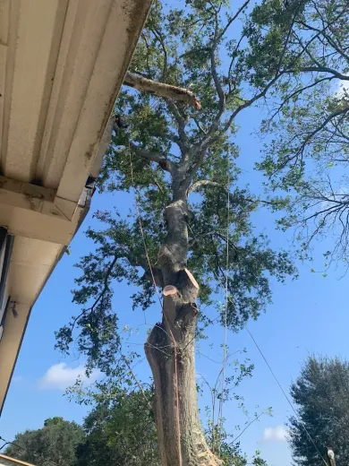 Tree being trimmed, adjacent to a building, blue sky backdrop.