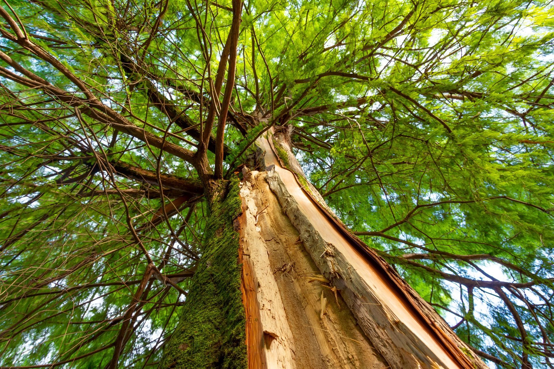 View of a tall tree from below, showing the trunk's damaged bark and green leaves.