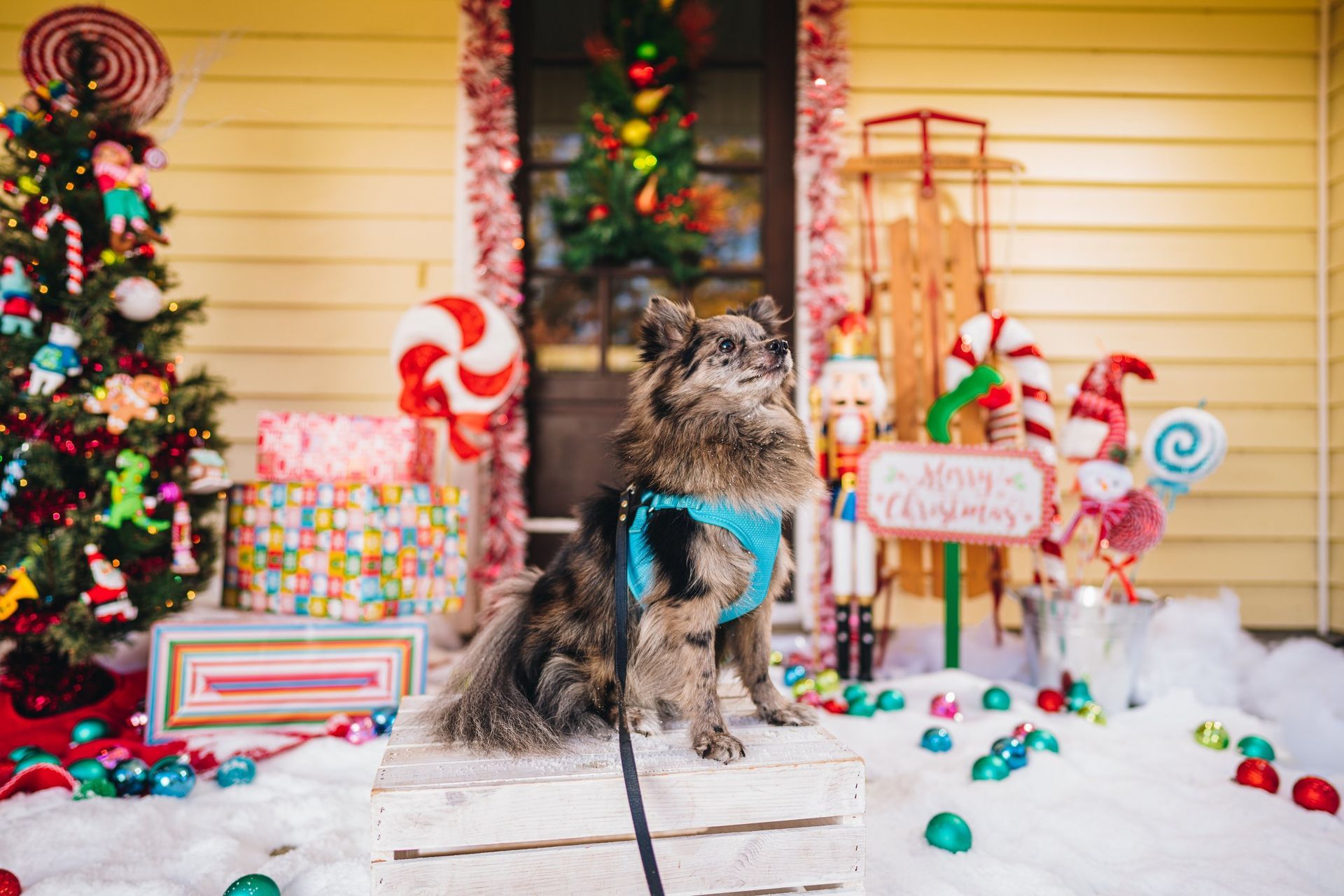 A dog is sitting in front of a house decorated for christmas.