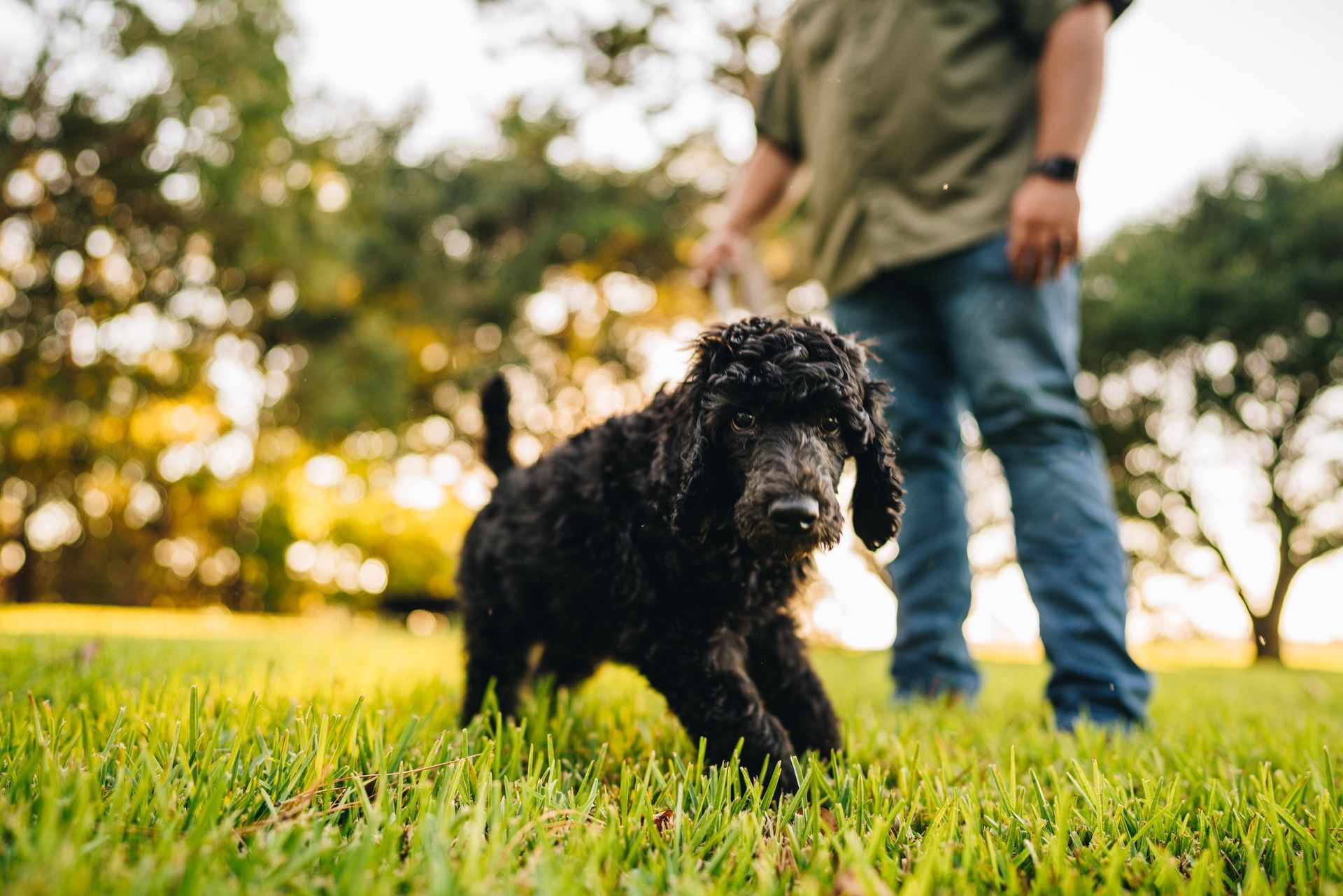 A man is walking a black poodle in the grass.